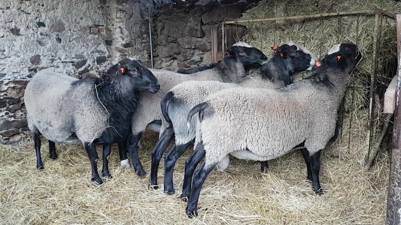 Ukrayna Romanov Koyunu ve İthalatı Hakkında Bilgi